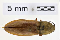 Foto (Dorsalansicht) von Prosternon aurichalceum (NHMW-ZOO-COL-0008643)